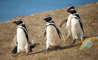 yürüyen dört Macellan penguenleri