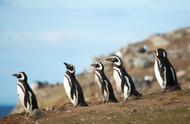 Deniz kıyısında beş Macellan penguenleri