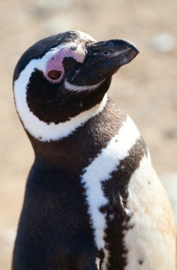 Macellan pengueni Patagonya'da, closeup Şili