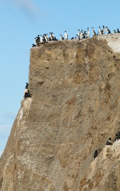 karabatak Patagonya'da, marta Island Colony Şili