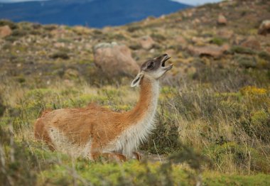 Guanaco in Torres del Paine national park of Chile clipart