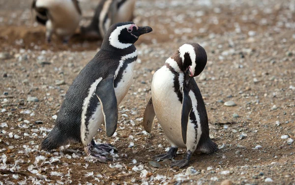 Kilka pingwinów Magellana — Zdjęcie stockowe