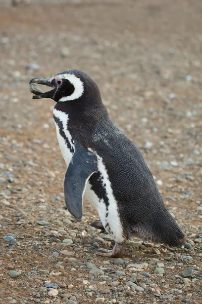 Magellanic penguin with a stone in its beak — Stock Photo, Image