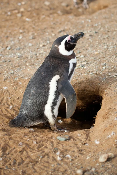 Magellanska penguin nära dess barrow — Stockfoto