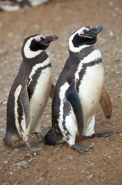 Два магеллановых пингвина в Патагонии, Южная Америка — стоковое фото