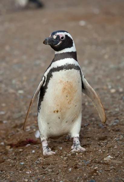 Magellanska pingvin i Patagonien, Sydamerika — Stockfoto