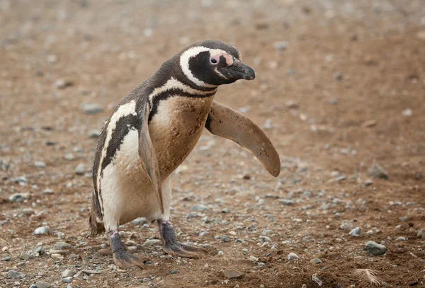 Magellanic penguin in Patagonia, South America — Stock Photo, Image