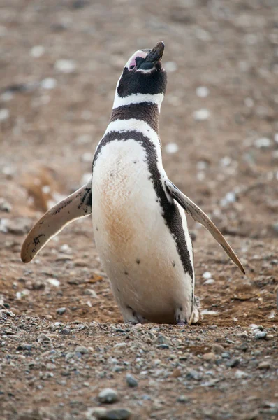 Pinguino magellanico che cerca di volare — Foto Stock