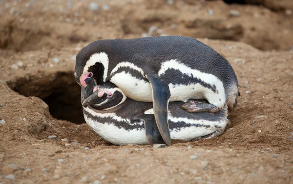 Faire l'amour Pingouins de Magellan en Amérique du Sud — Photo