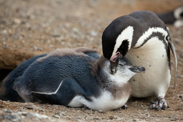 母親と赤ちゃん。マゼラン ペンギンの雛と — ストック写真