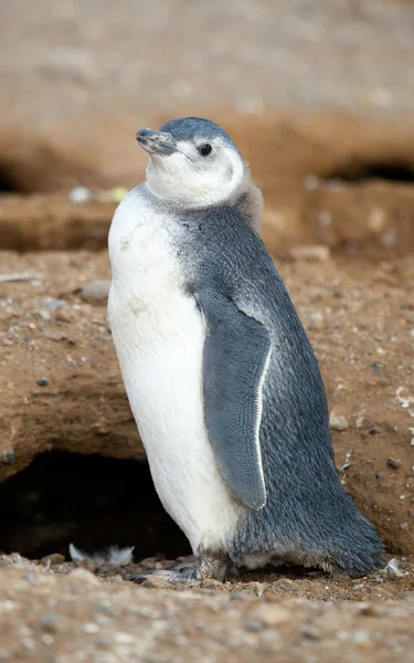 Nestling of Magellanic penguin near its barrow — Stock Photo, Image