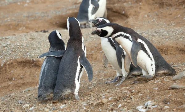 Meet the parents. Magellanic penguin with his girlfriend and par — Stock Photo, Image