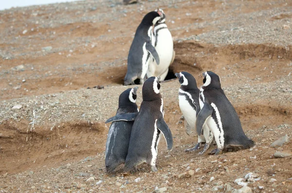 Meet the parents. Magellanic penguin with his girlfriend and par — Stock Photo, Image