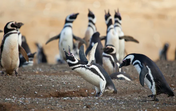 Pingüino magallánico llorando fuerte con las alas levantadas — Foto de Stock