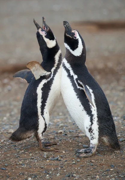 Pair of magellanic penguins in Patagonia — Stock Photo, Image