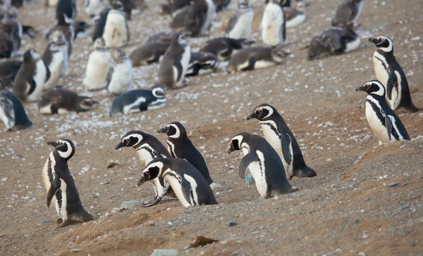 Colony of Magellanic penguins in Patagonia, South America — Stock Photo, Image