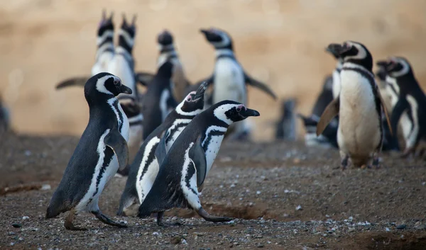 Pingouins de Magellan en Amérique du Sud — Photo