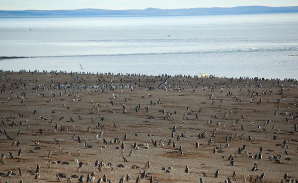 Grande colônia de pinguins de Magalhães na Patagônia, América do Sul — Fotografia de Stock