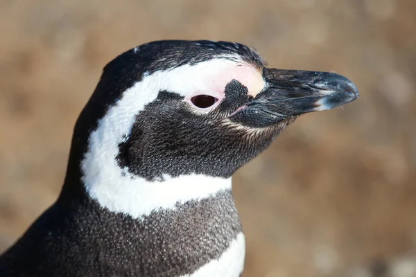 Closeup tučňák magellanský v Patagonii, chile — Stock fotografie