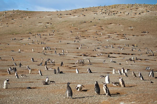 Cientos de pingüinos magallánicos en la isla Magdalena en Patag — Foto de Stock