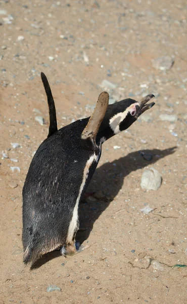 Tučňák magellanský snaží létat — Stock fotografie