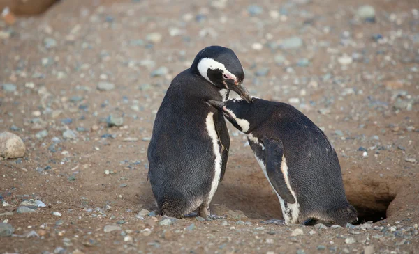 Due pinguini magellanici in Patagonia, Sud America — Foto Stock