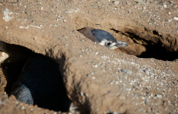 Magellanic penguin nestling in barrow — Stock Photo, Image