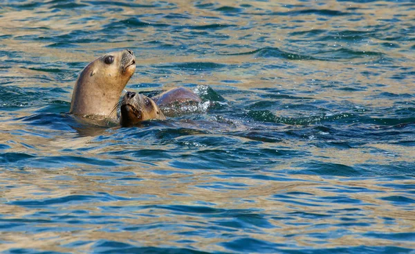 Due leoni marini sudamericani in acqua — Foto Stock