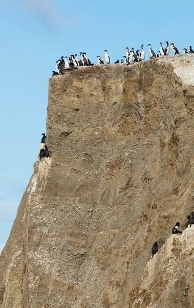 Koloni av skarvar på ön marta i Patagonien, chile — Stockfoto