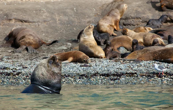 Leão-marinho macho grande com várias fêmeas — Fotografia de Stock