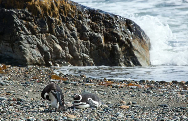 Deux manchots magellans en Patagonie, Amérique du Sud — Photo