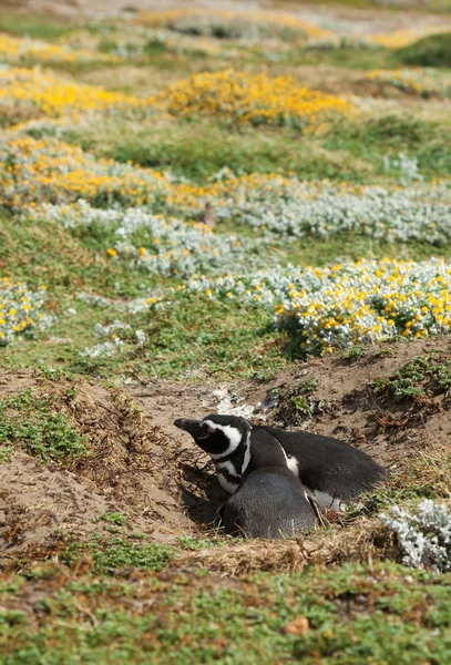 Par magellanska pingvin i Patagonien, chile — Stockfoto