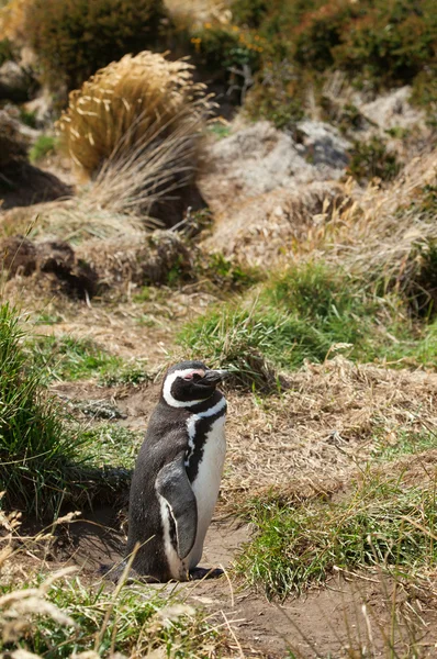 Pinguim de Magalhães na relva. Seno Otway, Patagônia, Chile — Fotografia de Stock