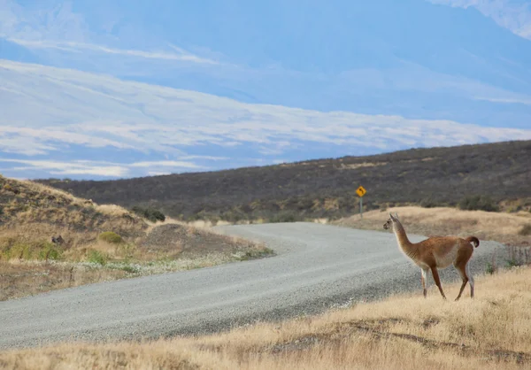 Guanaco nel parco nazionale di Torres del Paine, Cile, Sud America — Foto Stock