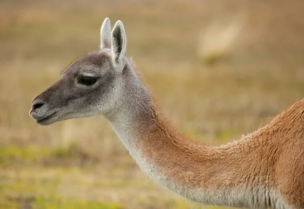 Guanaco i torres del paine nationalpark, chile, Sydamerika — Stockfoto