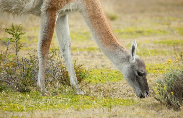 Guanaco in Torres del Paine national park, Chile, South America — Stock Photo, Image