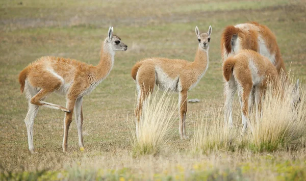 Guanacoes in national park Torres del Paine, Chile, South Americ — Stock Photo, Image