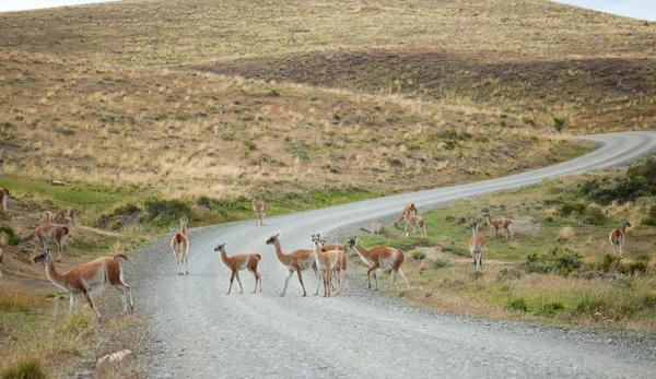 Guanacoes crossing the road in national park Torres del Paine, C — Stock Photo, Image