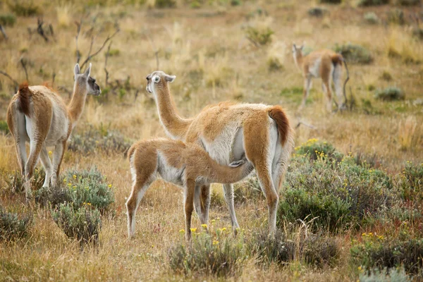 Mother guanaco feeding its baby. Torres del Paine national park, — Stock Photo, Image