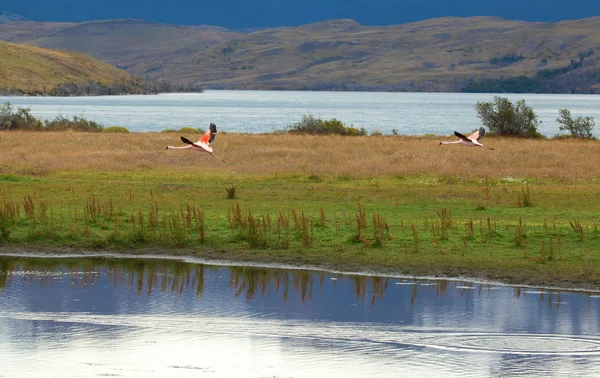 Two flamingoes in the national park Torres del Paine, Chile, Sou — Stock Photo, Image