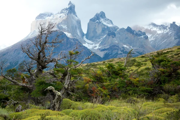 Flora van torres del paine, nationaal park van Chili — Stockfoto