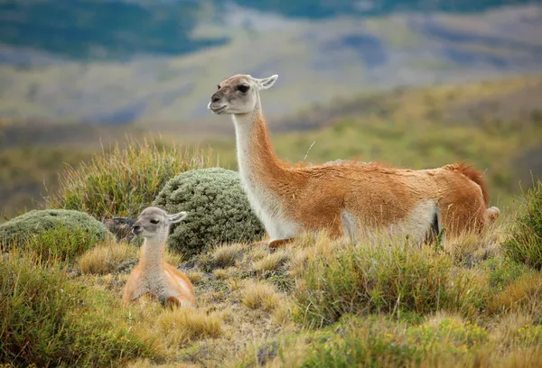 Guanaco familie in torres del paine Nationaalpark, Chili, Zuid-een — Stockfoto