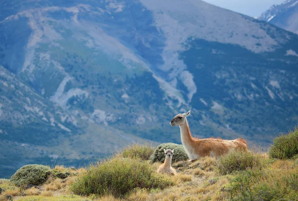 Matka guanako z jego dzieckiem. Torres del paine national park, pa — Zdjęcie stockowe