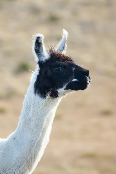 Closeup of a Patagonean lama — Stock Photo, Image