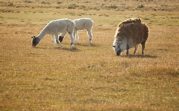 Patagonean lamas in Chile, South America — Stock Photo, Image