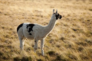 patagonean lamas Şili, Güney Amerika