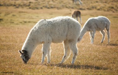 patagonean lamas Şili, Güney Amerika