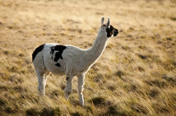 Lamas patagónicas en Chile, América del Sur —  Fotos de Stock