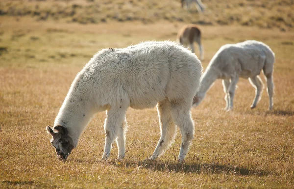 Patagonean lamas in Chile, South America — Stock Photo, Image