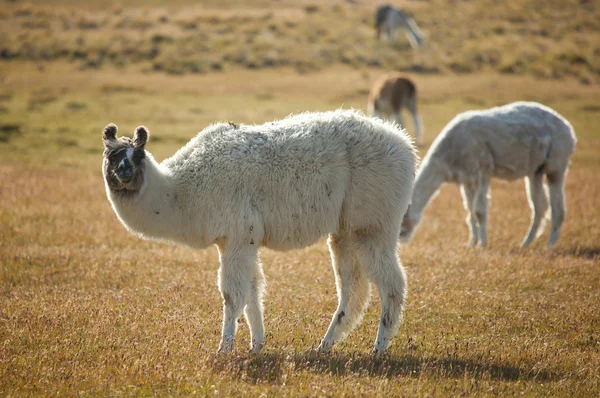 Lamas patagónicas en Chile, América del Sur —  Fotos de Stock